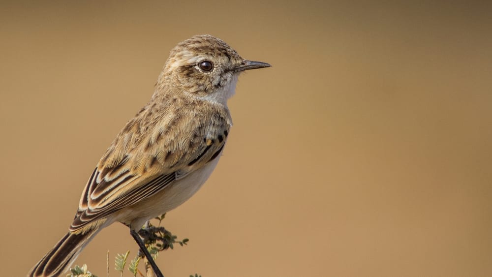 White-browed Bushchat: The Enigmatic Desert Dancer