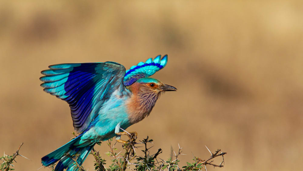 A Lost River and the Wetland Paradise of Hoskote Lake