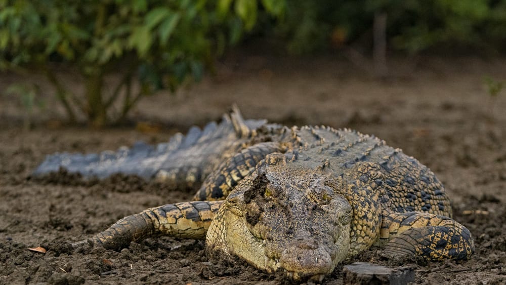 The Guide: Bhitarkanika National Park