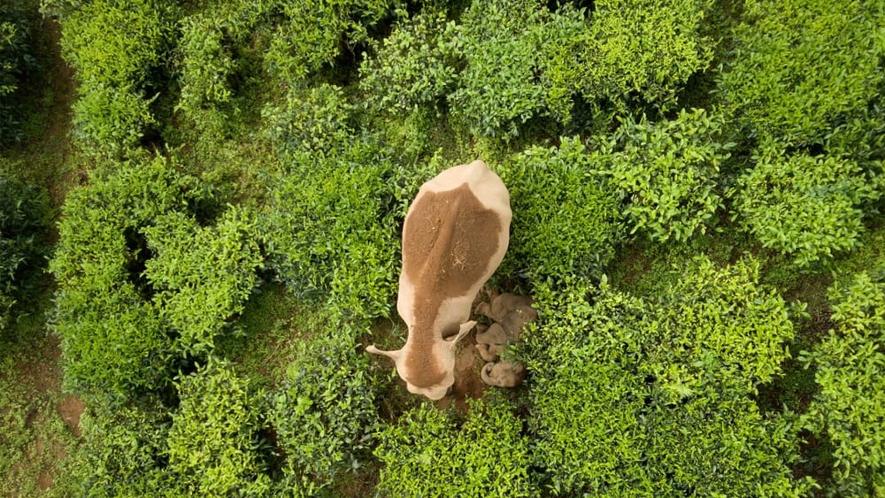 Natural Habitats Under Attack: Conservation of Elephants and other Animals