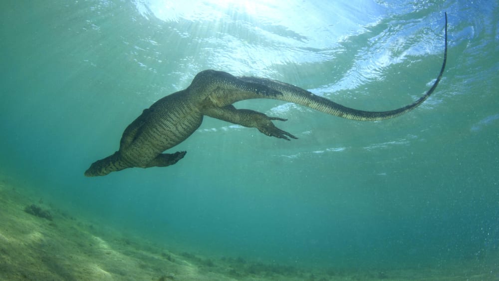 Island Fever: A Lifelong Obsession with the Andaman and Nicobar Islands