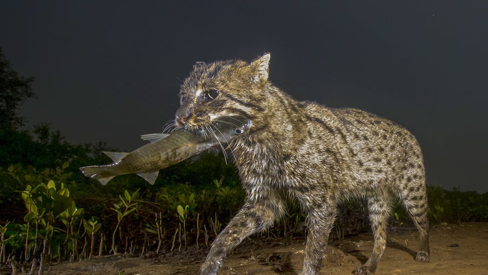 Fishing Cat: Elusive Hunter of the Wetland Forest