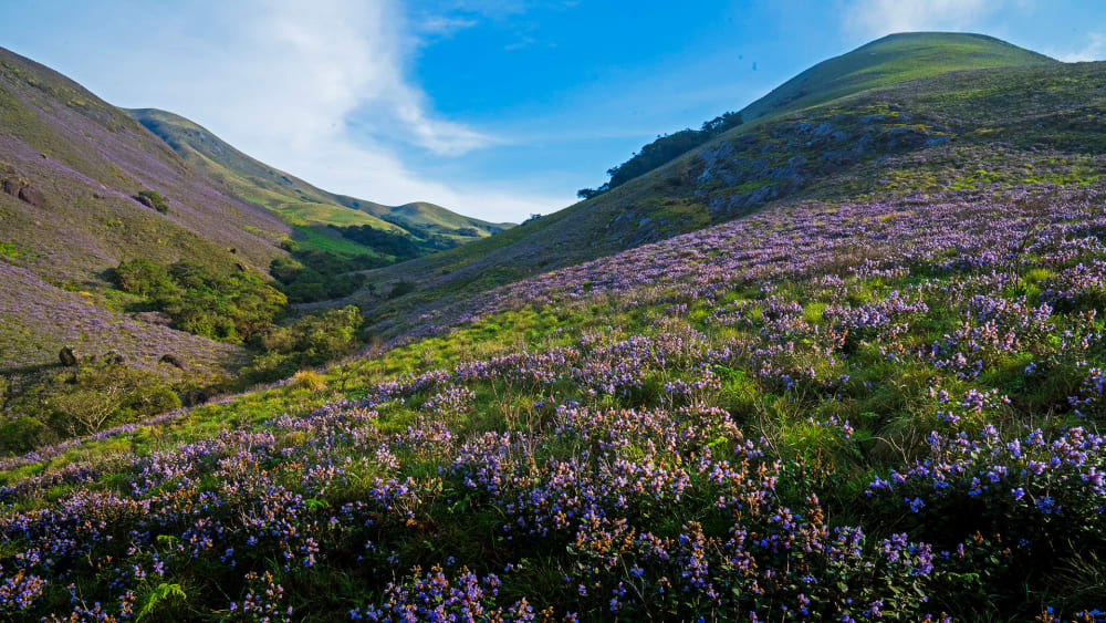 The Blue Mountains: Love and Longing for the Shola Grasslands
