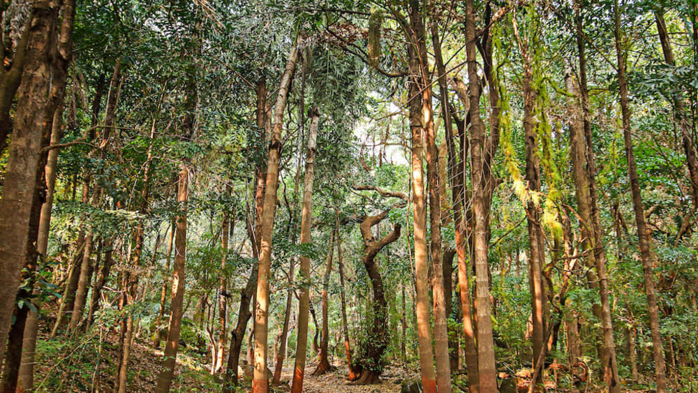 Trees and Toddy: In the Sacred Grove of Ajeevali