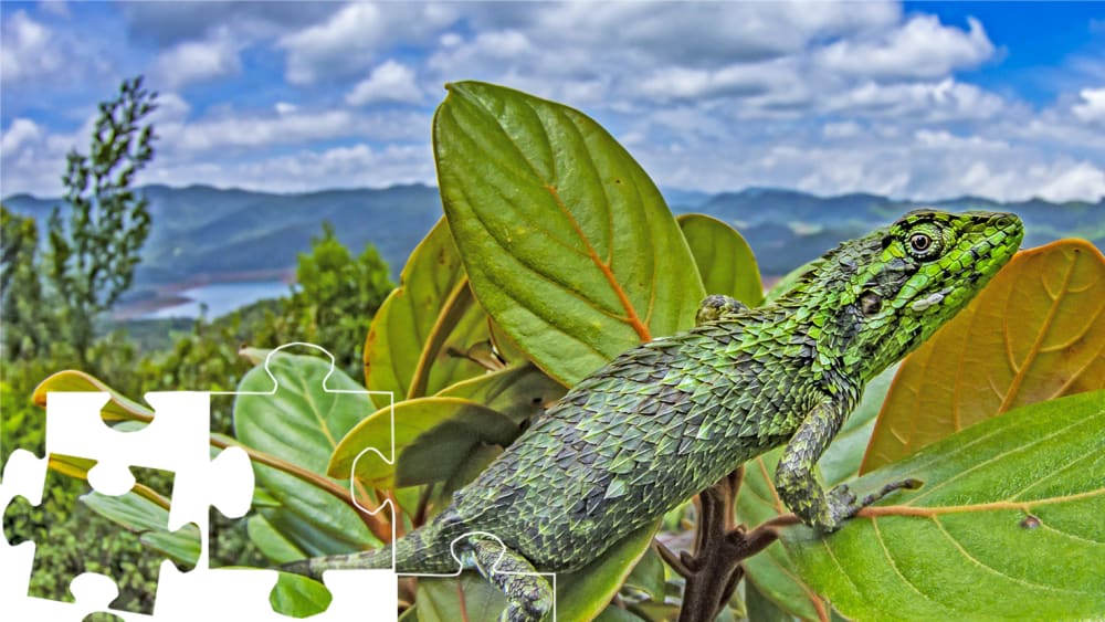 Wildlife Puzzle: The Checkered Lizard with a Gorgeous View