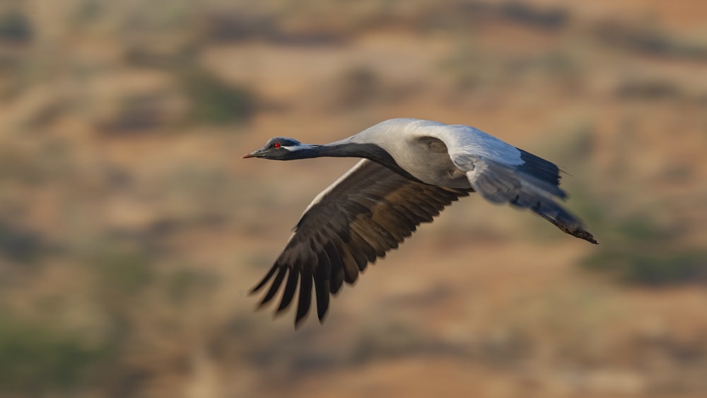 Demoiselle Cranes: High-Flying Damsels