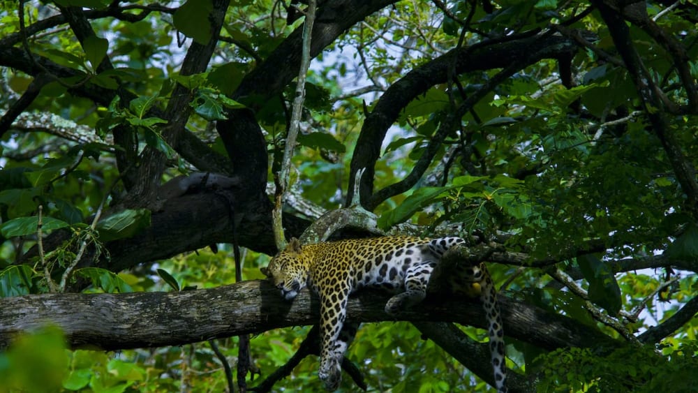 How to Savour a Forest: Gratitude for the Abundance of Nagarhole National Park
