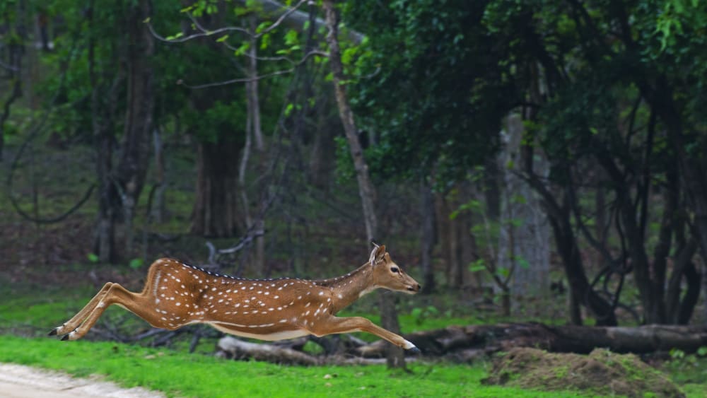 Animal Quiz: Spikes, Sprays and Other Amazing Wild Defence Mechanisms