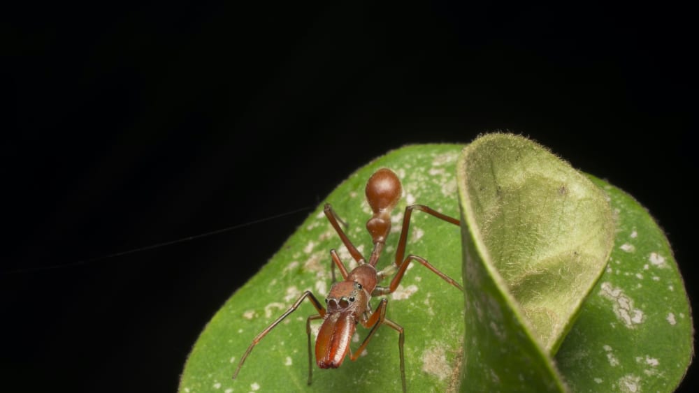 Nest of Deception: When Spiders Mimic Weaver Ants