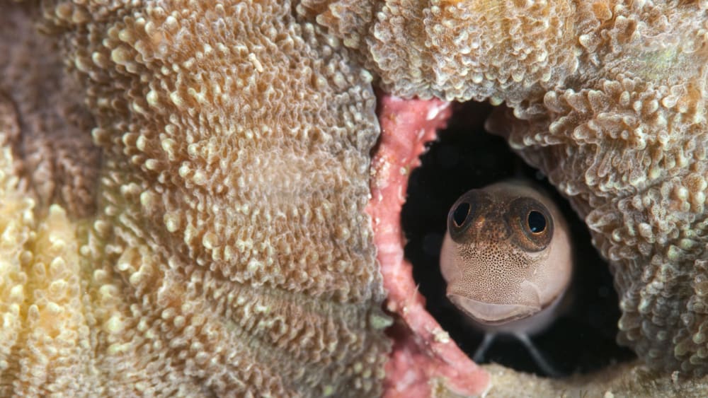 Bewitching Blennies: Pixies of the Seas