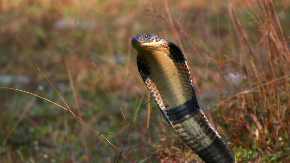 Evolutionary Anomalies: Killing and Eating Your Kind