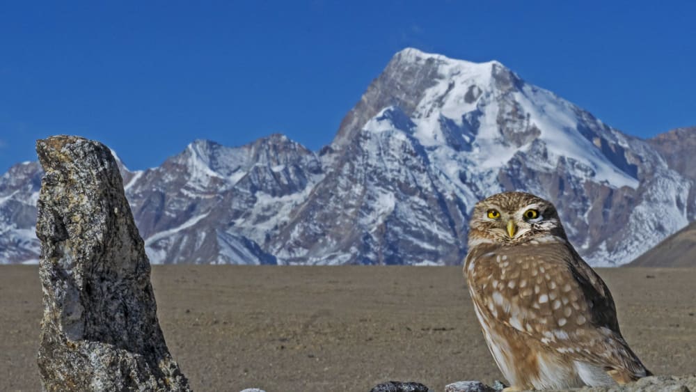 Swoop, Soar, Screech: Owls on the Prowl Across India