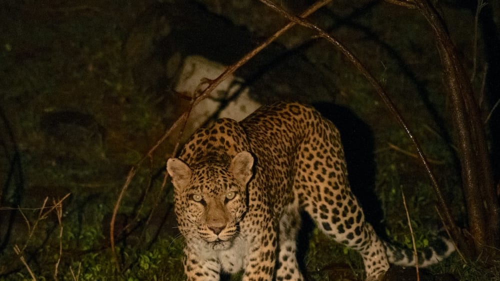 Dark Side: Spotting a Leopard in Panna Tiger Reserve