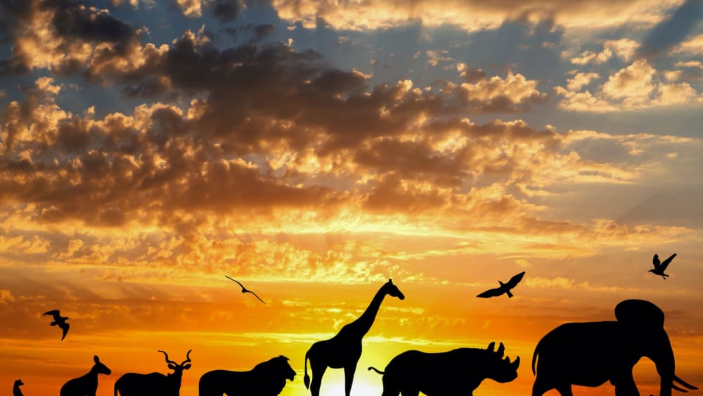 Quiz: Eternal life or a single day: Guess the lifespans of these wild creatures