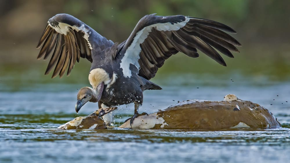How Scavengers Keep the Ecosystem Clean