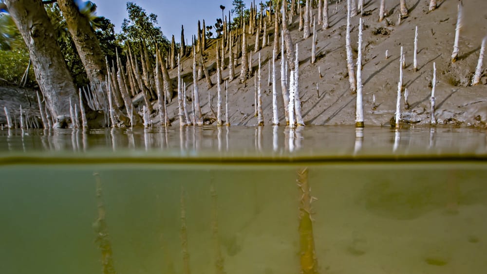 The Guide: Sundarbans Tiger Reserve