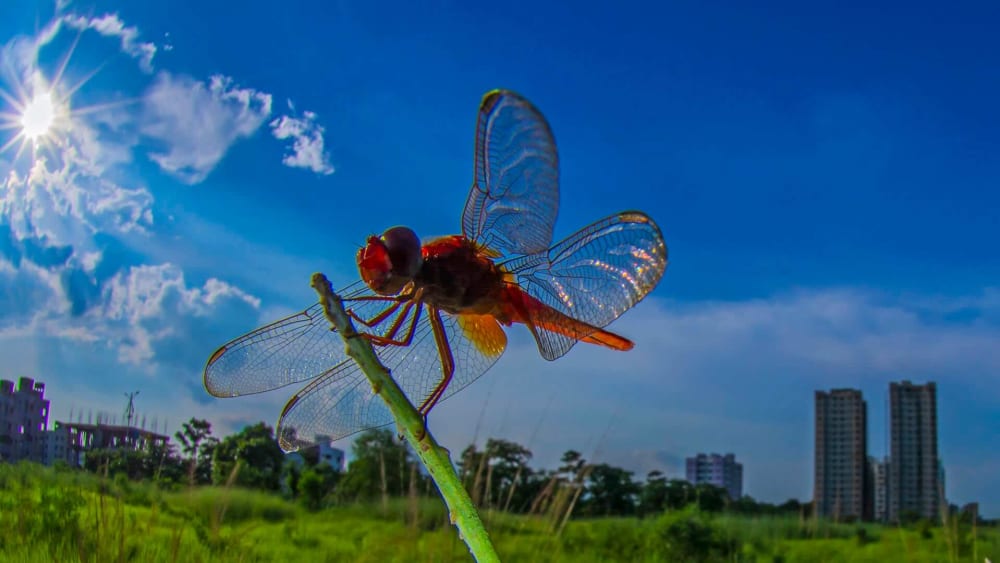 Photo Contest: Show us your Backyard Biodiversity