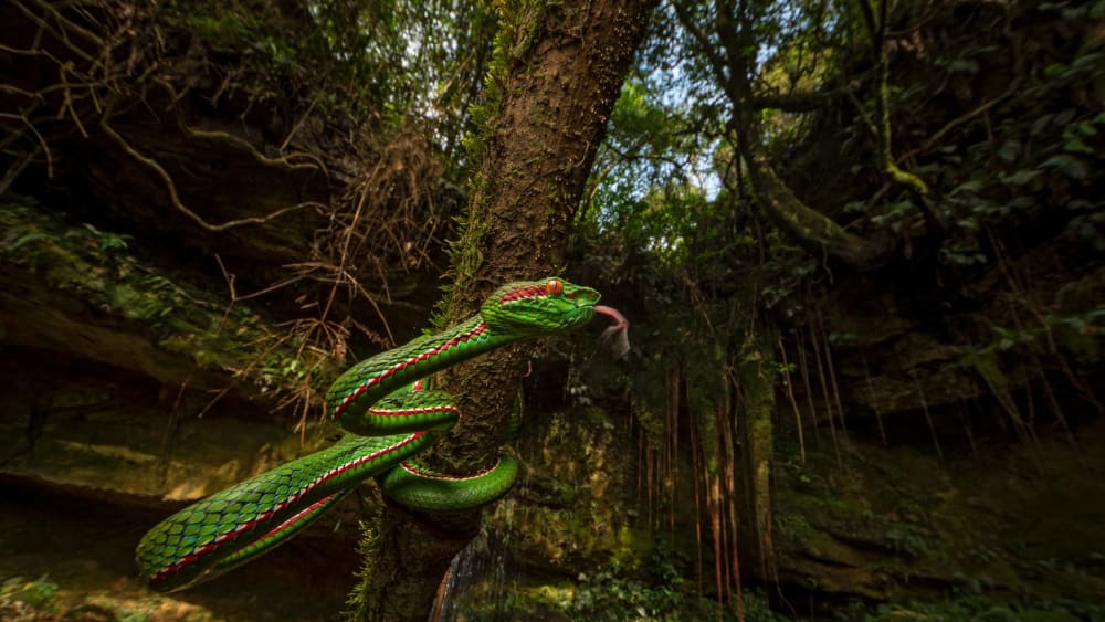 Wet and Wild: Herping in Meghalaya
