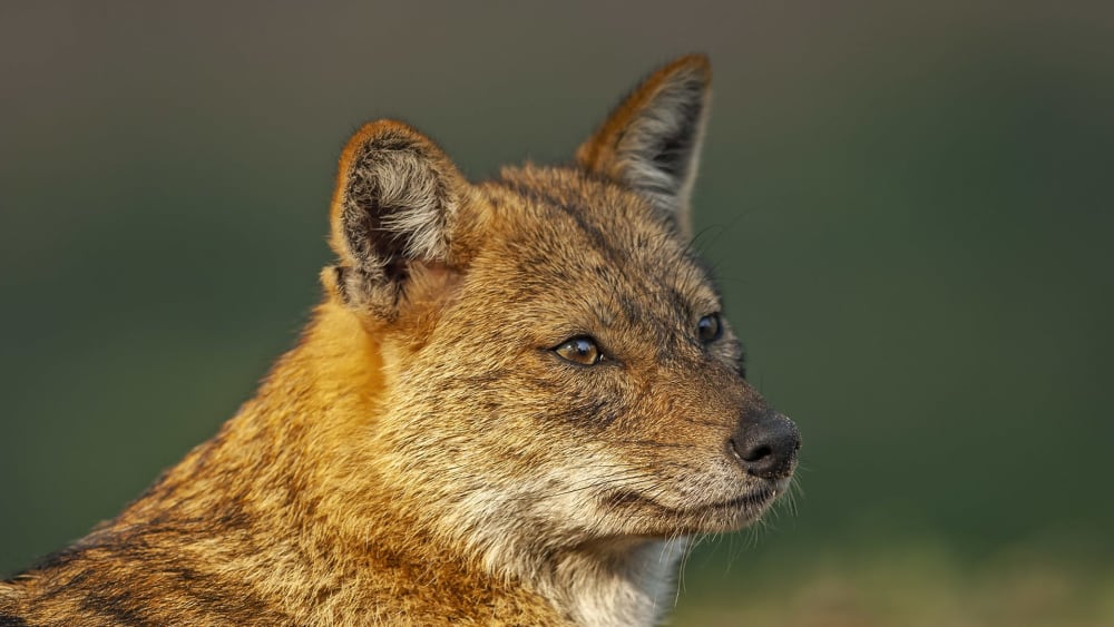Golden Jackal: Wandering Howler of Indian Jungles and Backyards