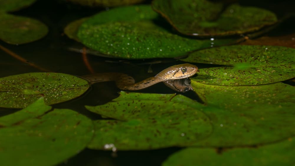 Hiss and Tell: The Dank, Slippery World of Water Snakes in India