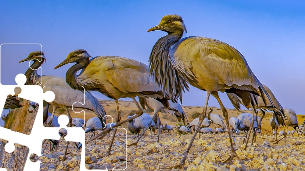 Wildlife Puzzle: The Demoiselle Cranes of Kheechan