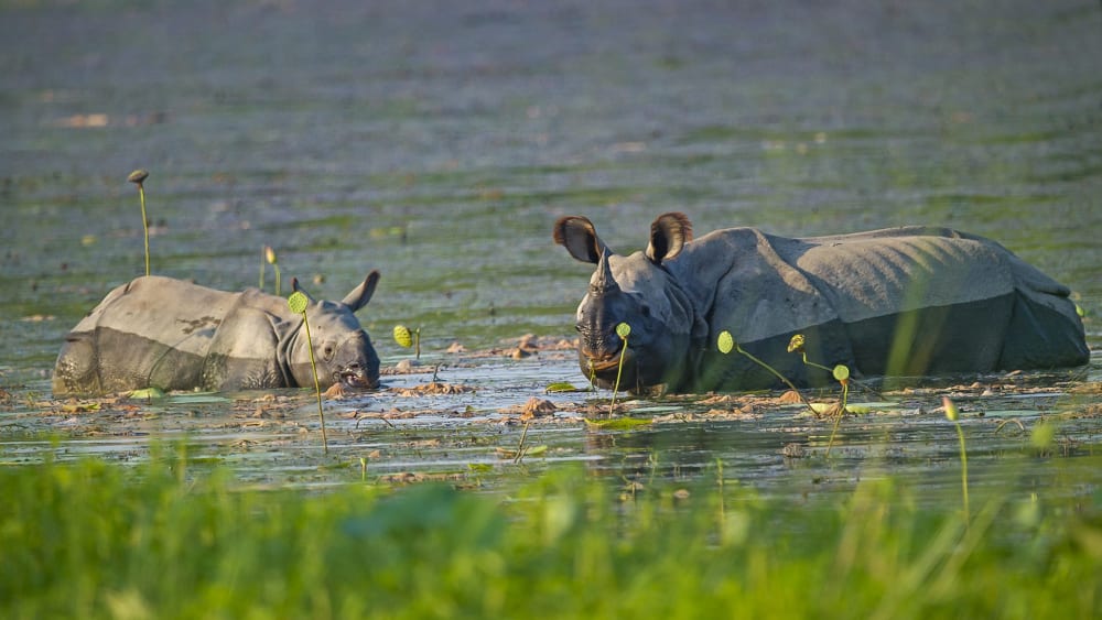 The Guide: Dudhwa Tiger Reserve