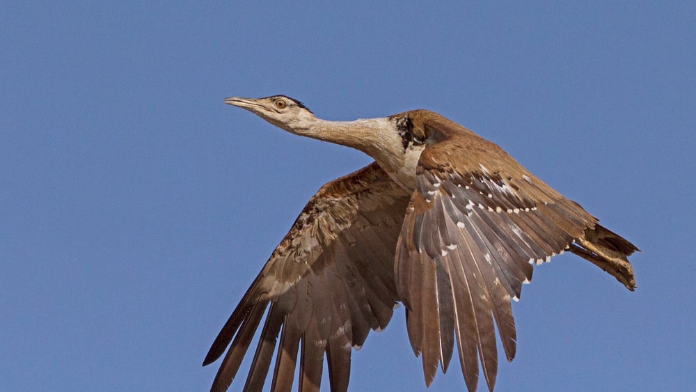 Great Indian Bustard: Love in the Time of Habitat Loss