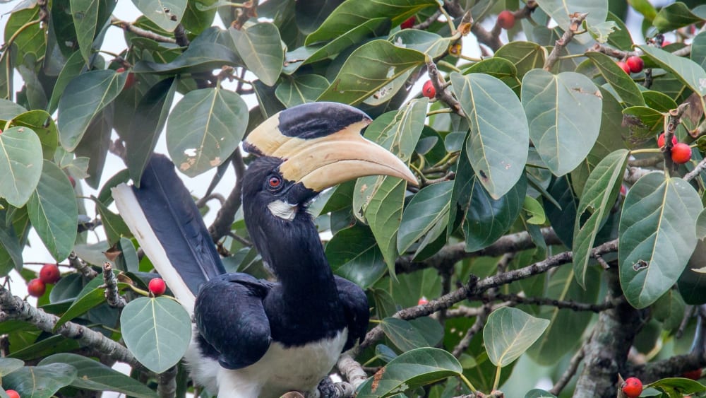 Hornbills of India: Encounters to Remember