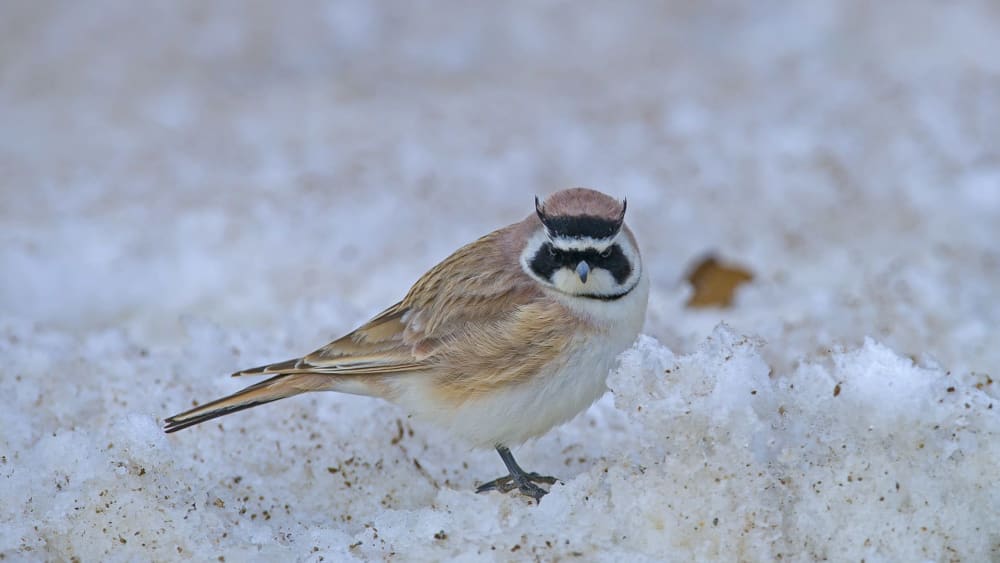 Horned Lark: The Crazy Bird and its Crazy Nest