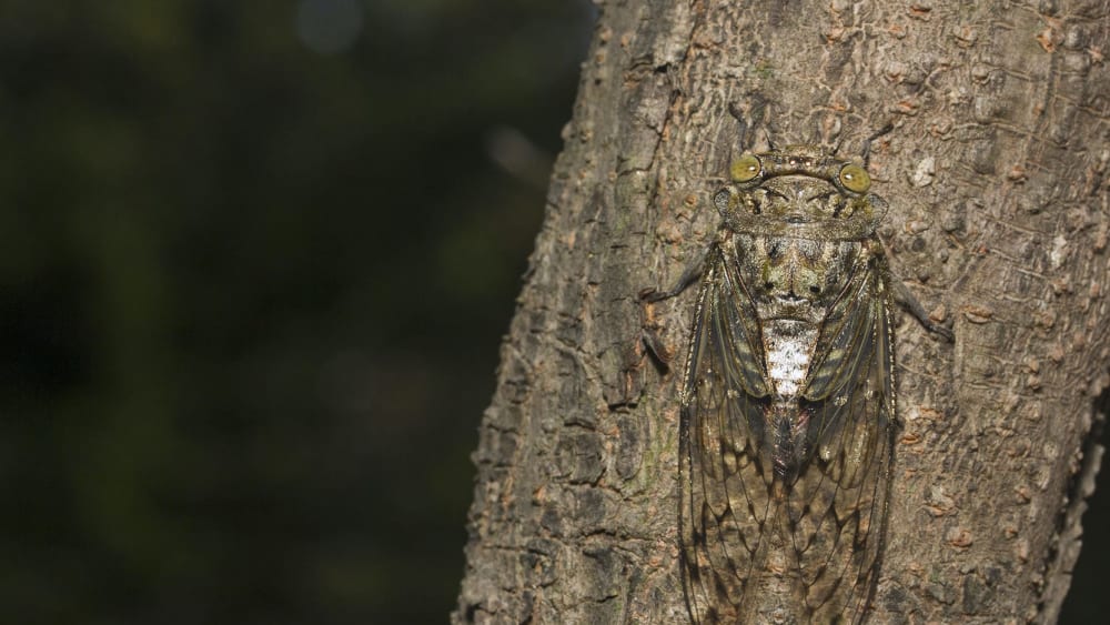 Monsoon Musicians: Songs of the Cicadas