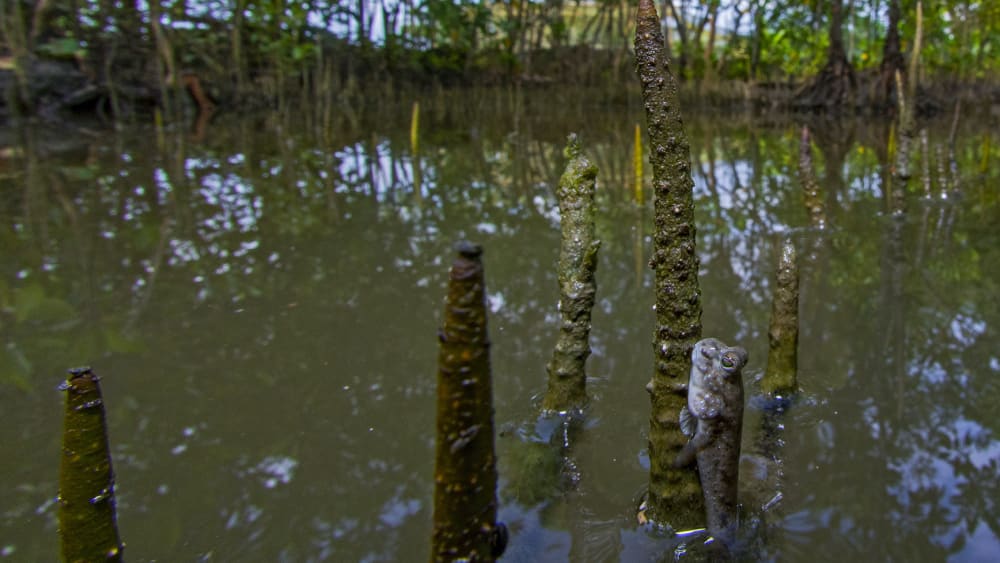Crawl, Burrow, Swim: Little Champions of the Sundarbans Ecosystem
