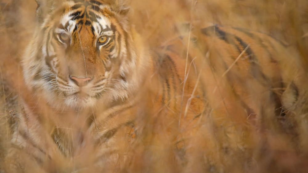 Bold and Beautiful: Panna’s Glorious Tigers
