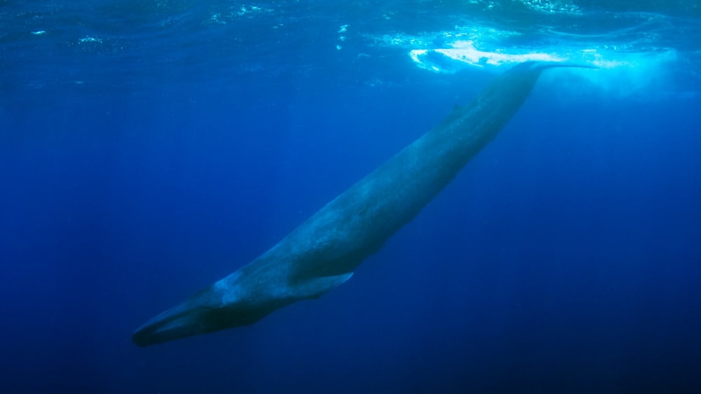 Whale Fall: Food Bonanza on the Ocean Floor