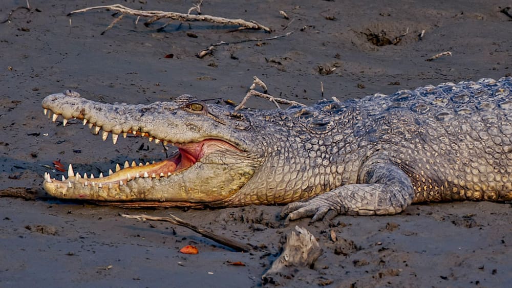 Champions of Chomp: Skilled Hunters with the Strongest Jaws