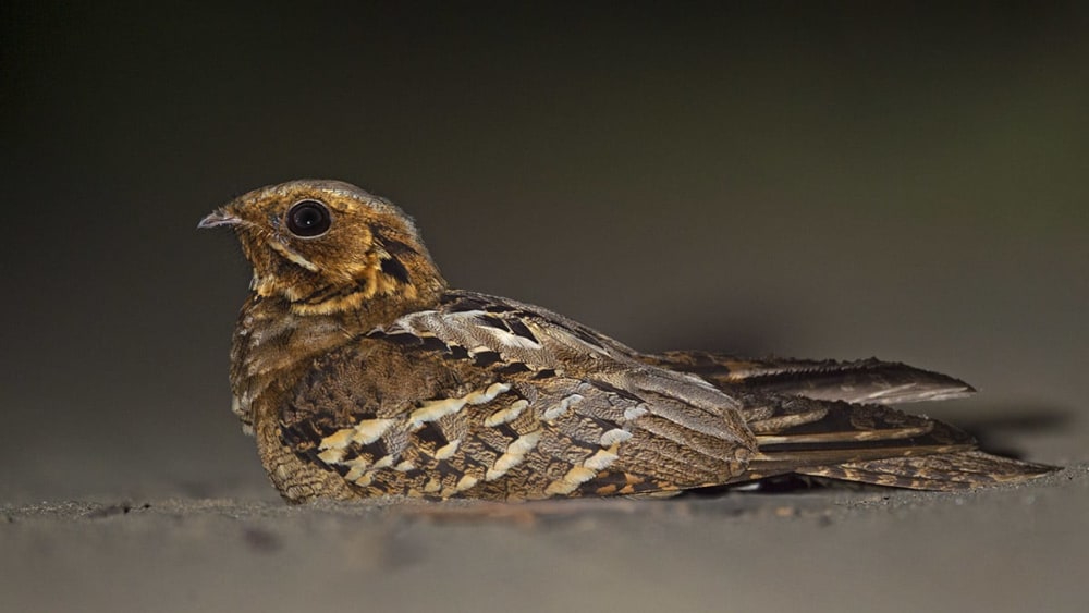 After Dark: The Lives of Nocturnal Animals