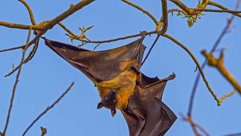 Strangers in the Night: The Beguiling World of Bats