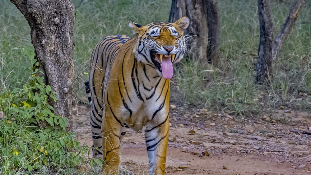Ground Control: Tigers Defend Their Territory