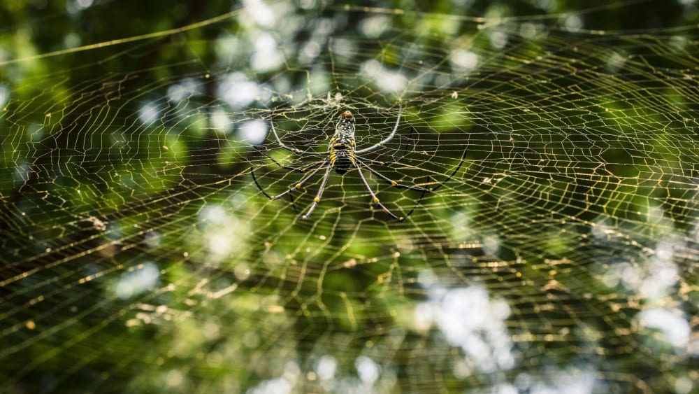 Web Design: An Orb-weaver’s Sticky Toxic Lair