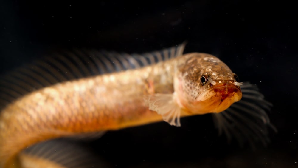 Fish Discovered in Kerala may have Lived with the Last Dinosaurs