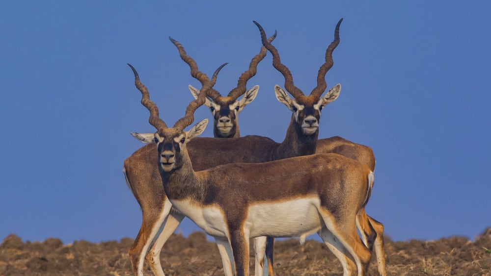 The Guide: Satpura National Park