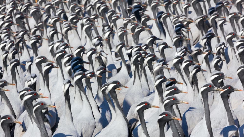 Quiz: What are these animal groups called?