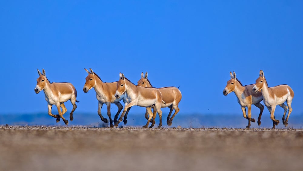Gujarat’s Wildlife Habitats Call for Protection