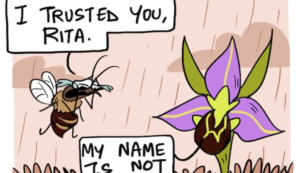 Stung by the Love of a Bee Orchid