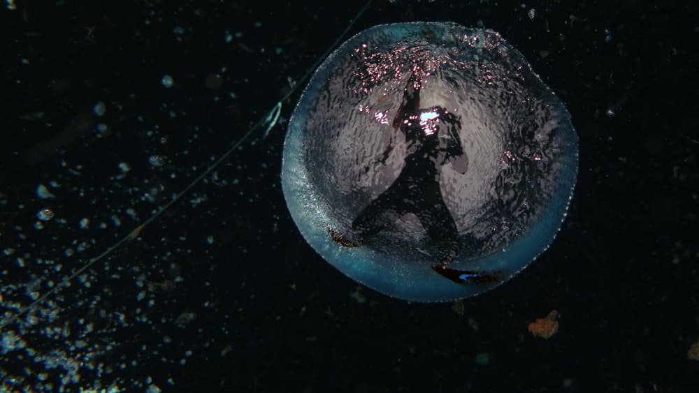 The Zen of Diving