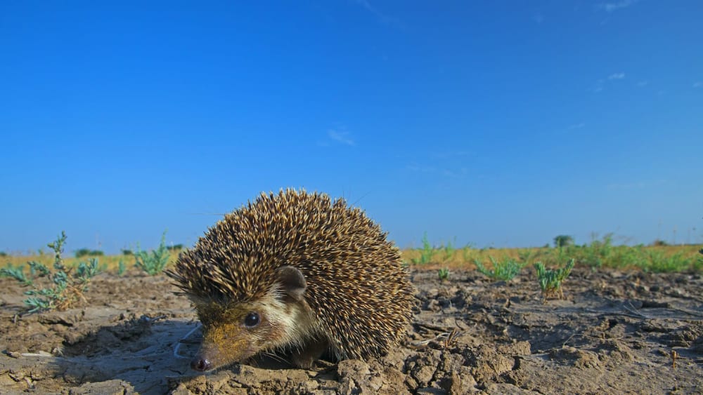 Big Little Lives: The Great Diversity of the Little Rann of Kutch