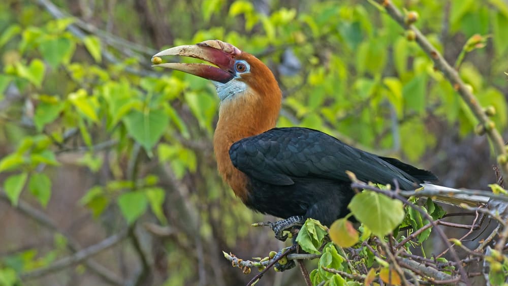 Narcondam Hornbills: Gardeners of their Island Eden