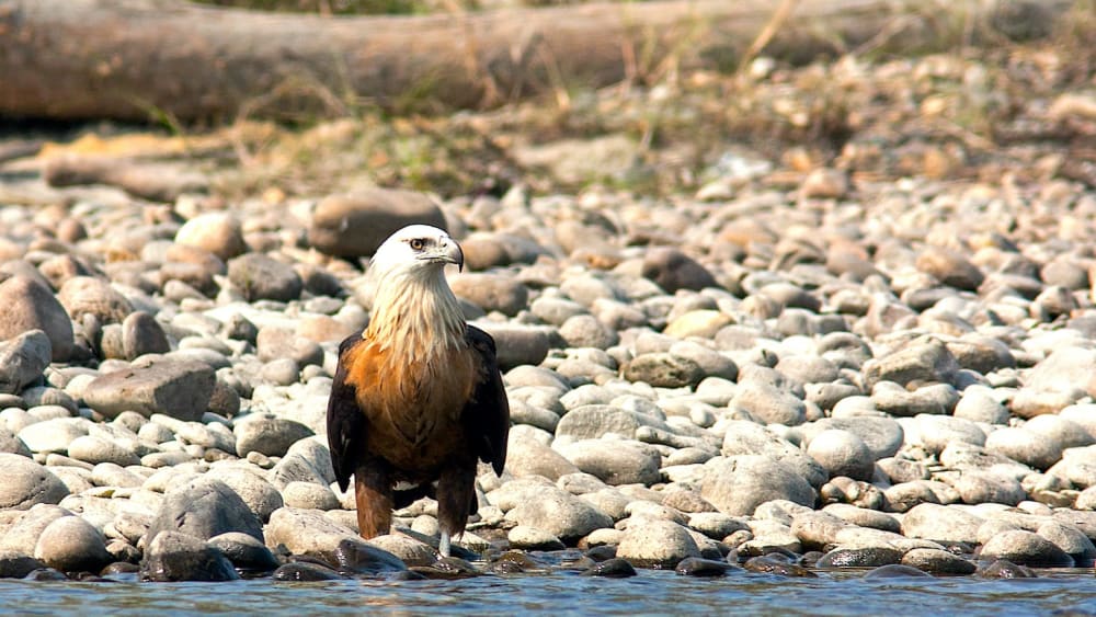 Raptors and the Fine Art of Fishing