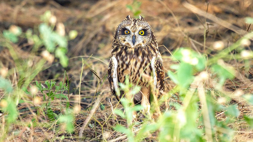 Pussyfooting Parliamentarians: Short-eared Owls in the Little Rann