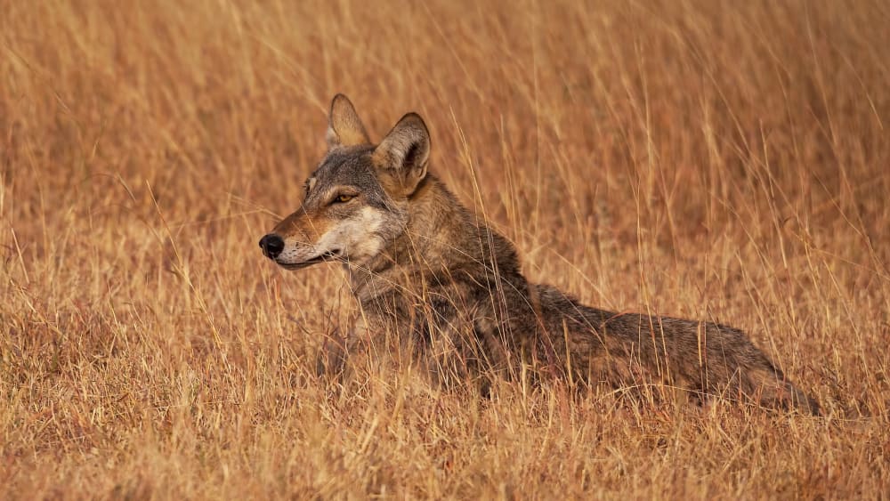 India’s Only Wolf Sanctuary Threatened by Mining