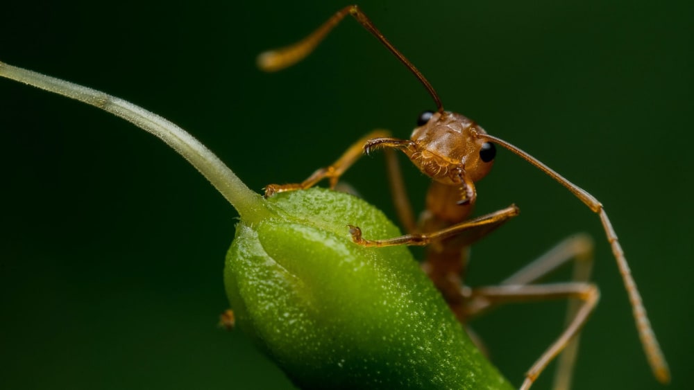 A Bug’s Life: The Ant Question Hour